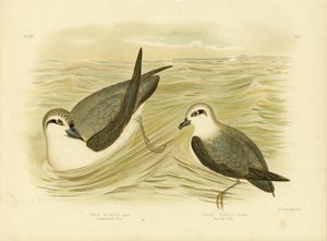 Broad-Billed Prion